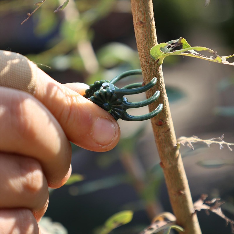 Wholesale Mini Plant Support C - Gardening Tools For Vines ulasan dan harga