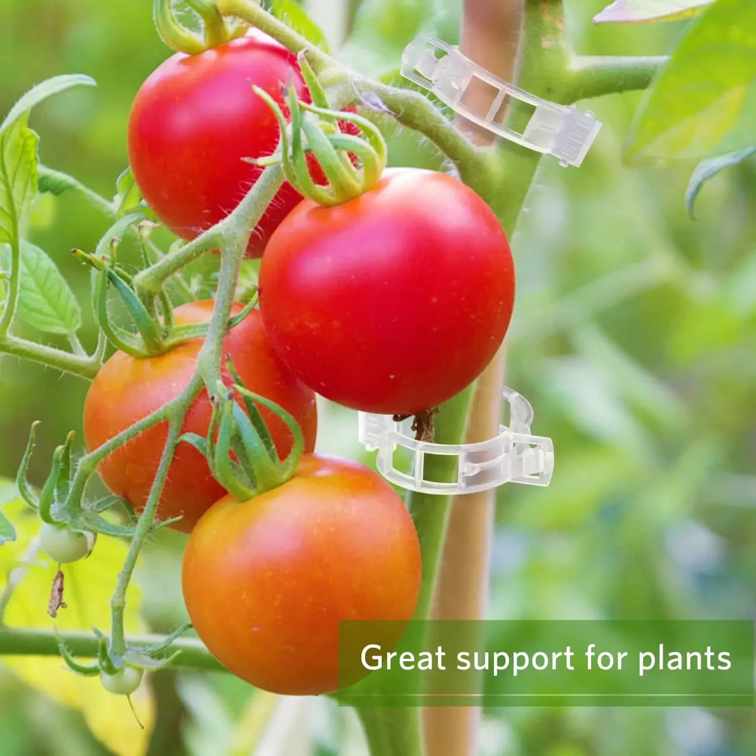 Plant Support Clips Reusable P - Gardening Tools For Vines ulasan dan harga
