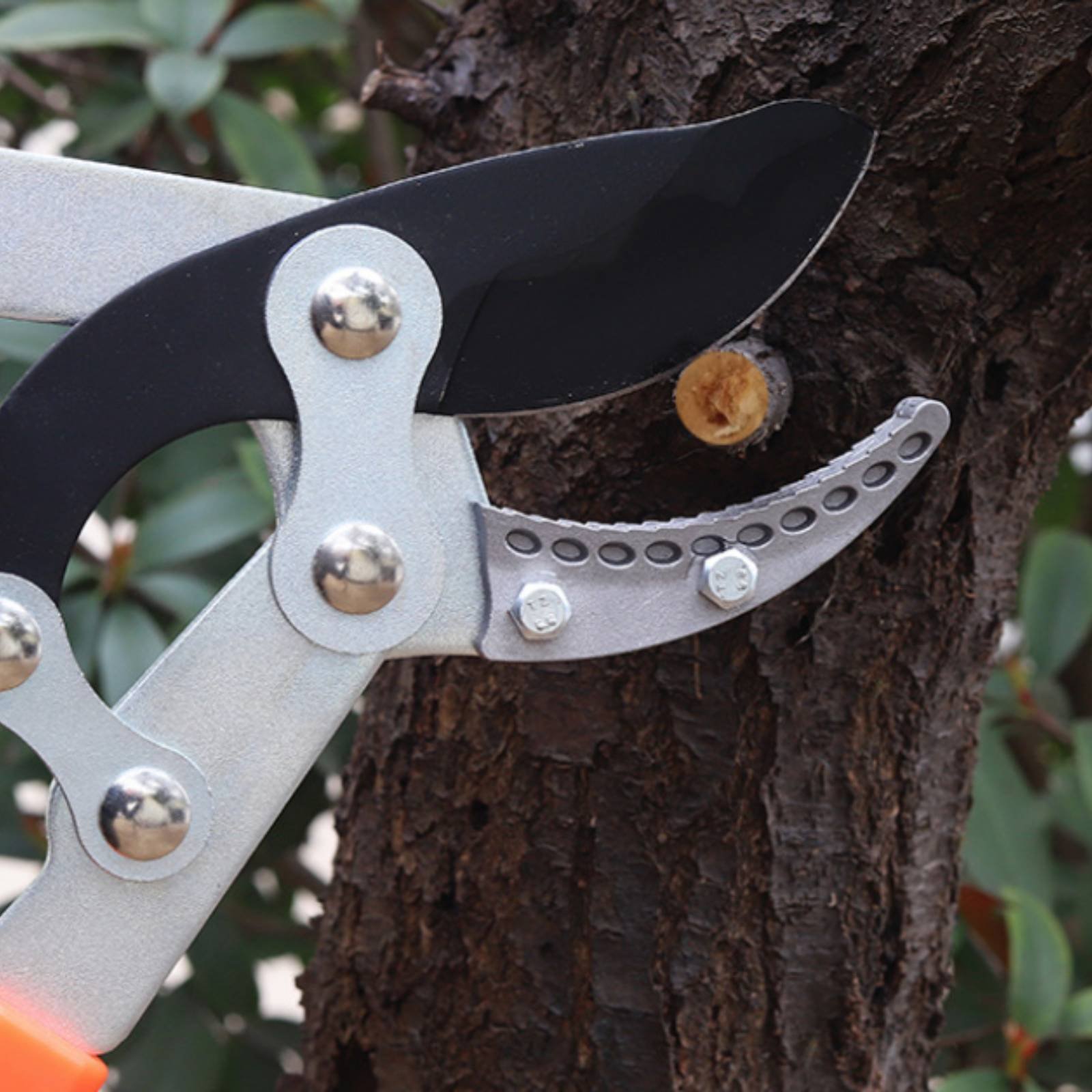 Telescopic Branch Pruners Shar - Gardening Tools ulasan dan harga